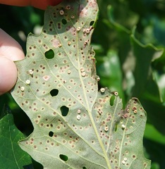 Neuroterus umbilicatus