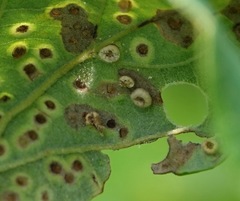 Neuroterus umbilicatus