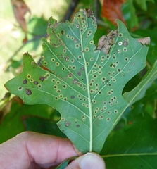 Neuroterus umbilicatus