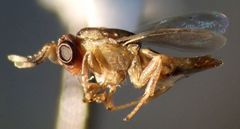 Tanaostigmodes howardii