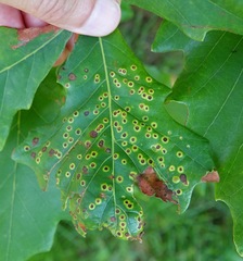 Neuroterus umbilicatus