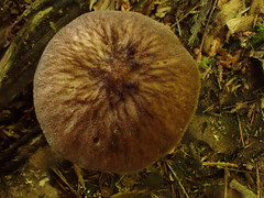 Pluteus granularis