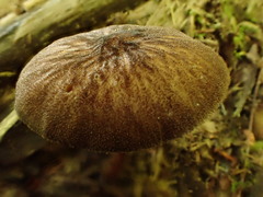 Pluteus granularis