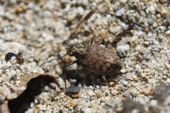 Opisthius richardsoni