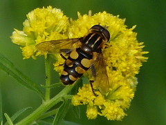 Helophilus obscurus