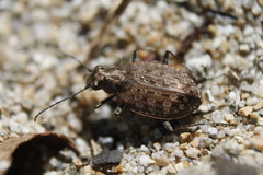 Opisthius richardsoni