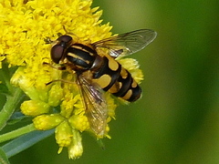 Helophilus obscurus
