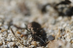 Opisthius richardsoni
