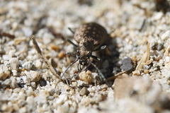 Opisthius richardsoni