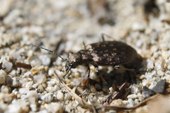 Opisthius richardsoni