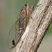 Spotted Wattle Cicada - Photo (c) david emery, some rights reserved (CC BY-NC), uploaded by david emery