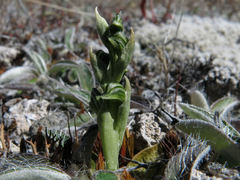 Pterostylis tanypoda