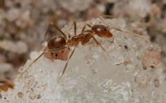 Iridomyrmex pallidus