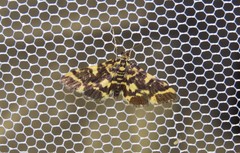Piletocera luteosignata