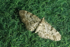 Eupithecia abietaria