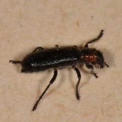 Placopterus thoracicus