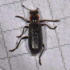 Placopterus thoracicus