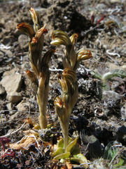 Pterostylis tristis