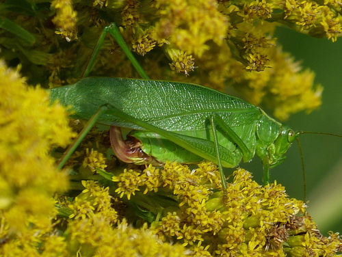 Scudderia furcata Brunner von Wattenwyl, 1878
