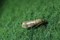 Trachonitis cristella