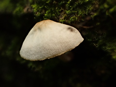 Pluteus tomentosulus