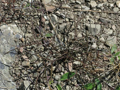 Anisotome filifolia