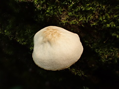 Pluteus tomentosulus