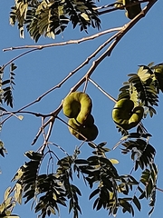 Enterolobium contortisiliquum