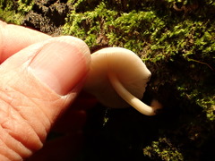 Pluteus tomentosulus