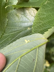 Celticecis pyriformis