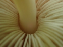 Pluteus tomentosulus