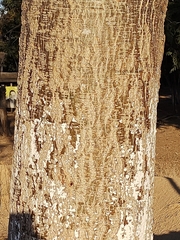 Enterolobium contortisiliquum