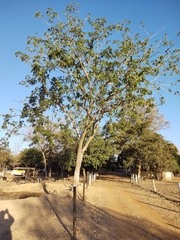 Enterolobium contortisiliquum