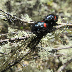 Astylus aulicus