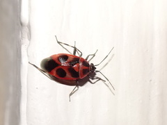 Deraeocoris histrio