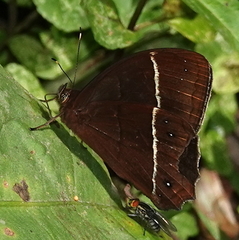 Parataygetis lineata