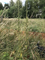 Veratrum californicum