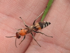 Psorthaspis legata