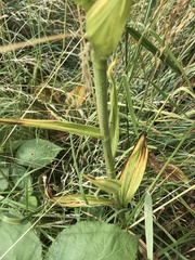 Veratrum californicum