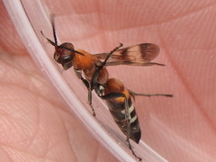 Psorthaspis legata