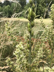Veratrum californicum