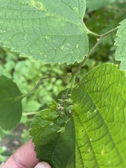 Celticecis celtiphyllia