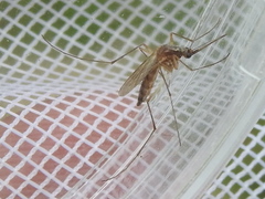 Aedes infirmatus