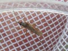 Aedes infirmatus