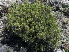 Helichrysum parvifolium