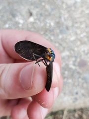 Ctenucha virginica