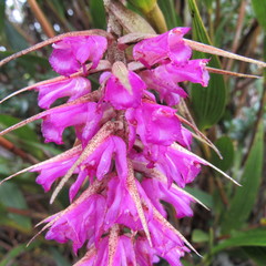 Elleanthus maculatus