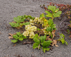 Glehnia littoralis leiocarpa