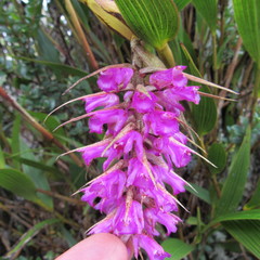 Elleanthus maculatus