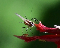 Macrosiphum rosae